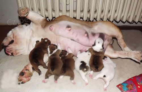 Anglick� buldok s PP 