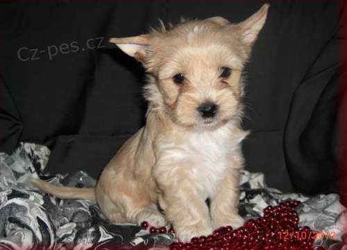 zlat� fene�ka golddust jork��ra