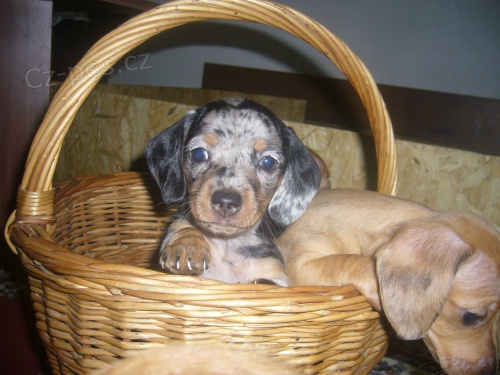 �t�n� jezev��k