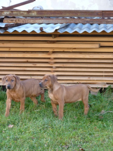 Prod�m kr�sn� �t���tka Rhod�sk�ho Ridgebacka bez PP 