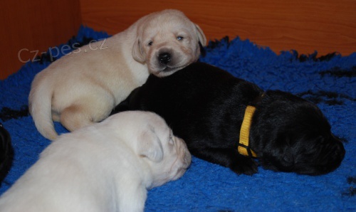 LABRADOR - kr�sn� �t���tka s PP