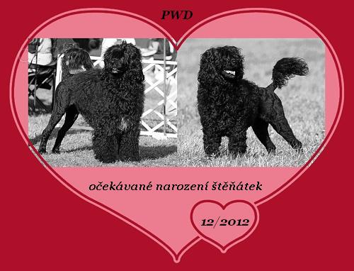 Portugalsk� vodn� pes