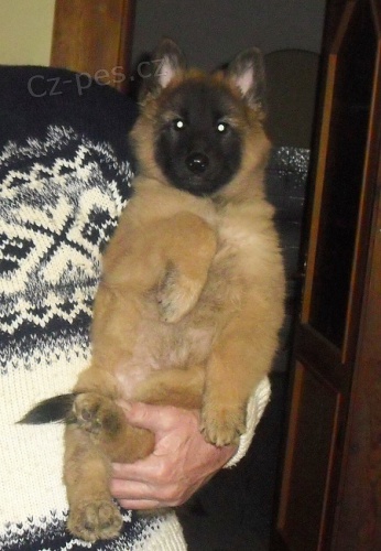 Belgick� ov��k tervueren