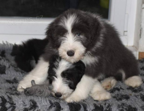 Bearded collie - Exkluzivn� spojen� pro �R