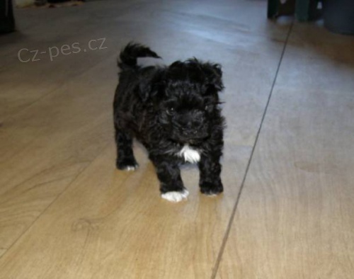 Russkaya Tsvetnaya Bolonka - 100% rusk� linie