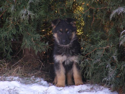 Prod�m �t��ata n�meck�ch ov��k� bez PP