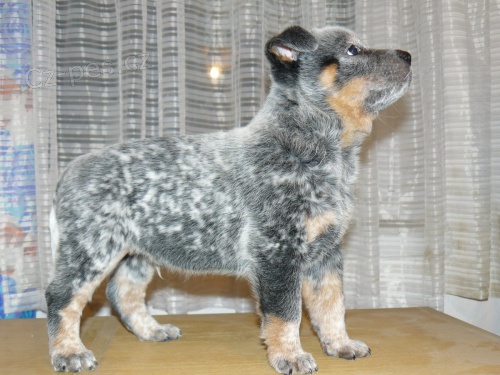 Australsk� hon�ck� pes s PP