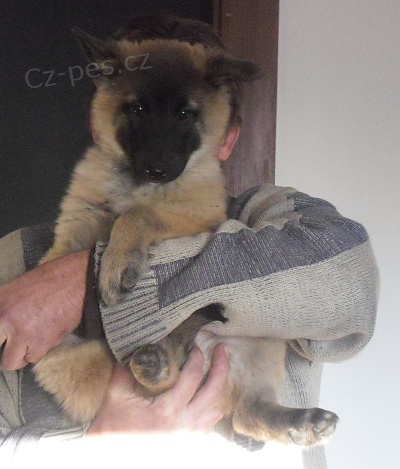 kr�sn� �t���tka belgick�ho ov��ka