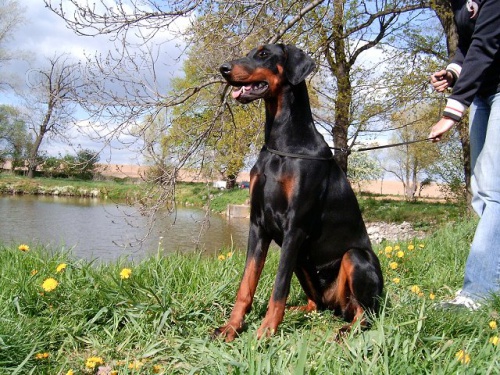 Dobrman - kvalitn� �t��ata s PP