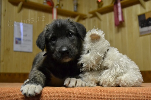 Irsk� vlkodav - �t���tka