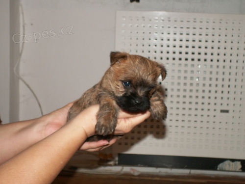 �teniatka cairn teri�ra