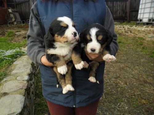 �t��ata Bernsk�ho sala�nick�ho psa