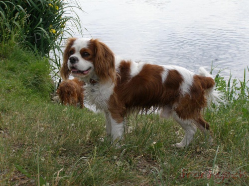 Kaval�r King Charles �pan�l ke kryt�