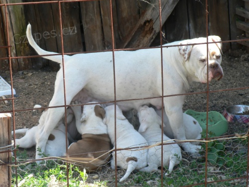 Staroanglick� buldok - �t���tka!