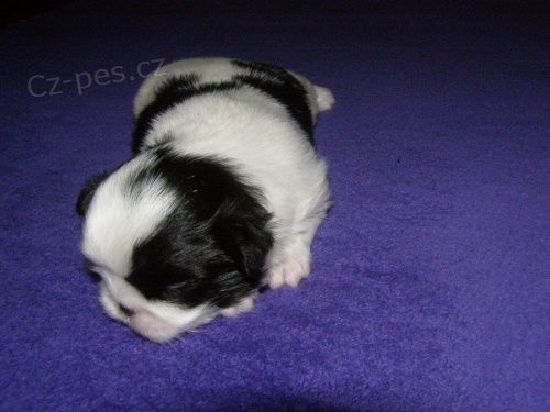 Japan chin-japon��k s P.P.