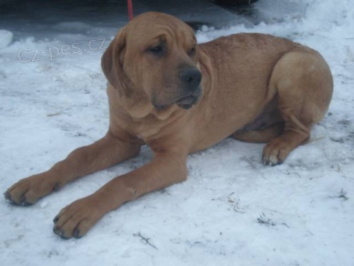 Tosa inu - V�noce s pejskem