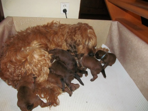 Prod�m �t���tka BRIARD plav� s PP