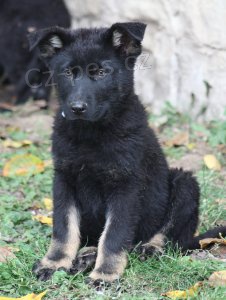 N�meck� ov��k - celo�ern�, �ern� se znaky �t���tka s PP.