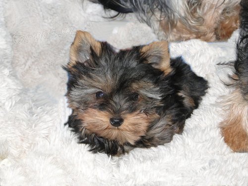 Fenka jork��rsk�ho teriera bez PP