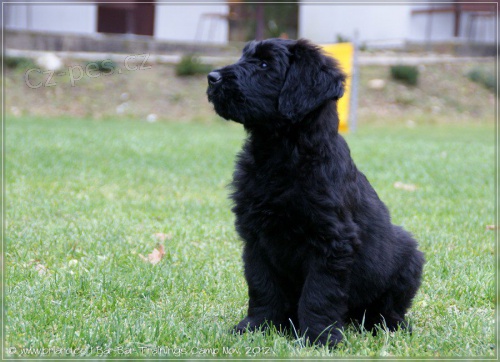 Briard- plav� a �ern� fenky