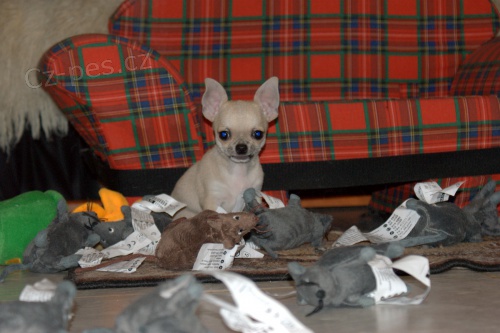 �ivava pejsek s PP