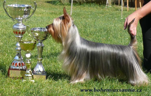 Australsk� silky teri�r - �t���tka