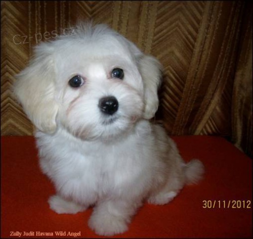 Havansk� psik / Bi�onek havansk� s PP-fena