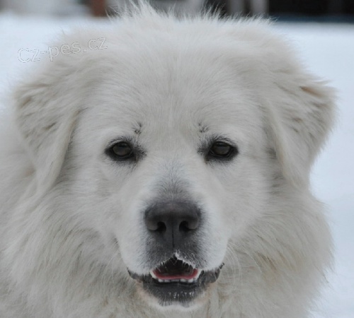 Slovensk� �uva� - �t��ata s PP