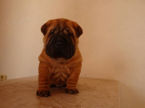 �ARPEJ, Shar-pei