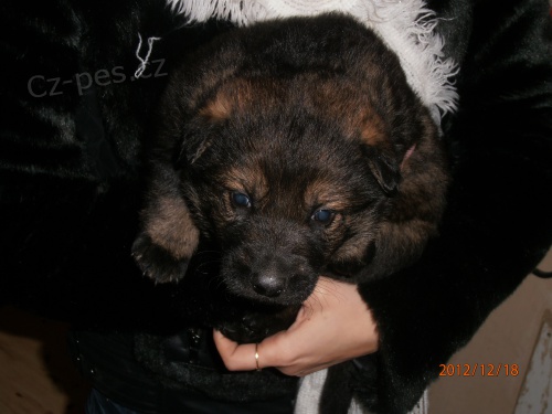 Fene�ky n�meck�ho ov��ka