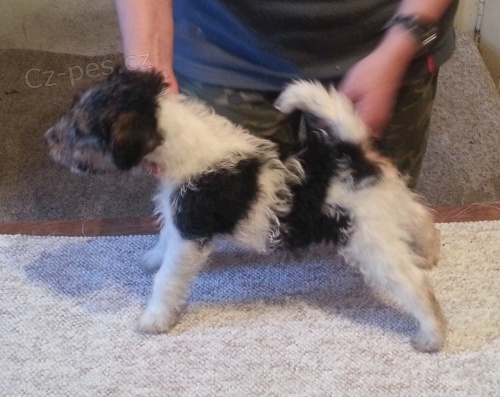 Foxterier drsnosrst�