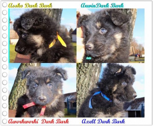 Chodsk� pes - �t��ata s PP