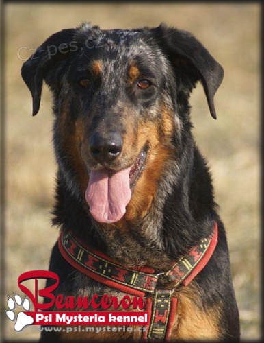Beauceron - boseron - �t�n� na prodej