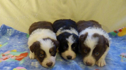 Border kolie s PP - fenky