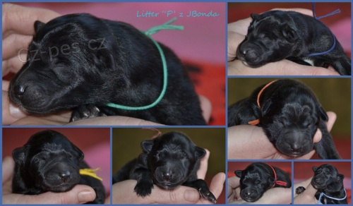 Belgick� ov��k - groenendael