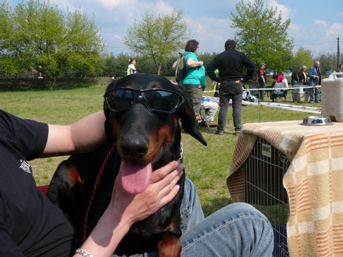 Dobrman - �pi�kov� �t��ata s P