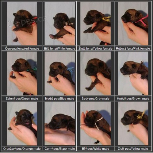 Belgick� ov��k malinois - �t��ata s PP