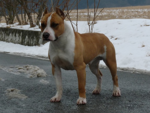 Americk� staford��rsk� terier