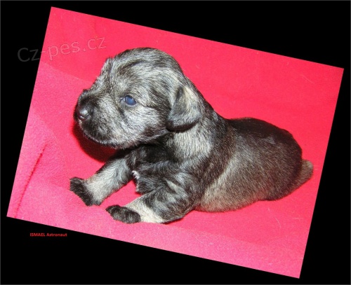 Kn�ra�mal� pep� a s�l