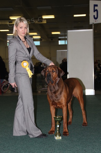 Kryc� pes - tosa inu