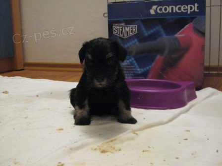 Knira� mal� �ernost��b�it�