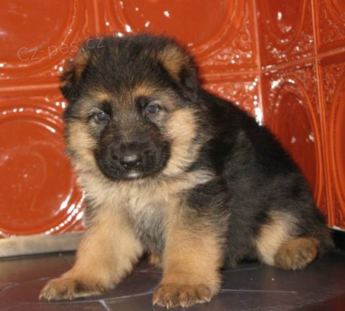 �t��ata n�meck�ho ov��ka