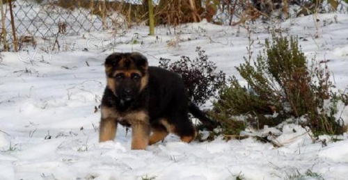 �t���tka N�meck�ho ov��ka s rodokmenem