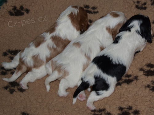 �t���tka Kaval�r King Charles �pan�l