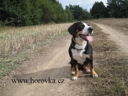 Prod�m �t�n� entlebu�sk�ho sala�nick�ho psa