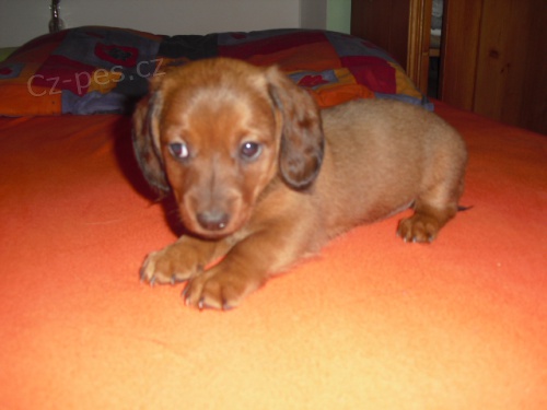 �t�n� jezev��ka