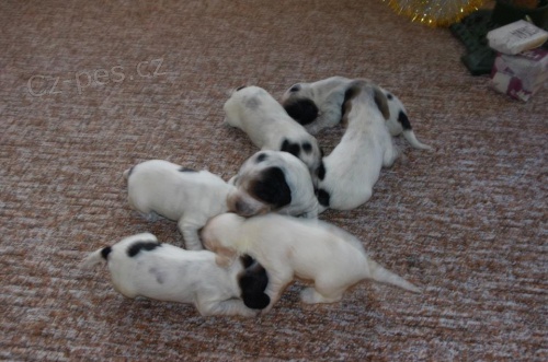 �t��ata Anglick�ho kokr�pan�la