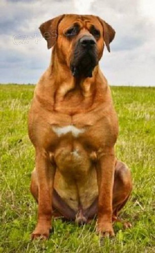 Tosa Inu - nab�dka kryt� inter�anpionem