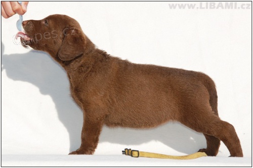 Chesapeake bay retr�vr