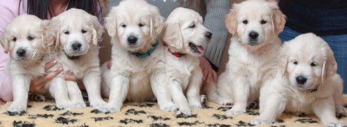 �t��ata zlat�ho retr�vra s PP